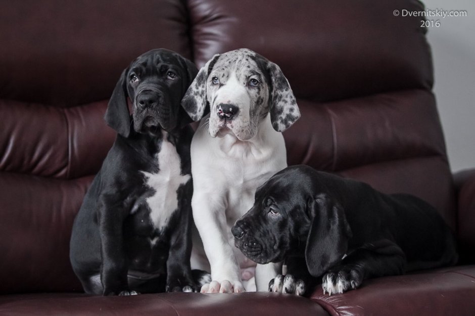 Немецкий дог гигантский Джордж