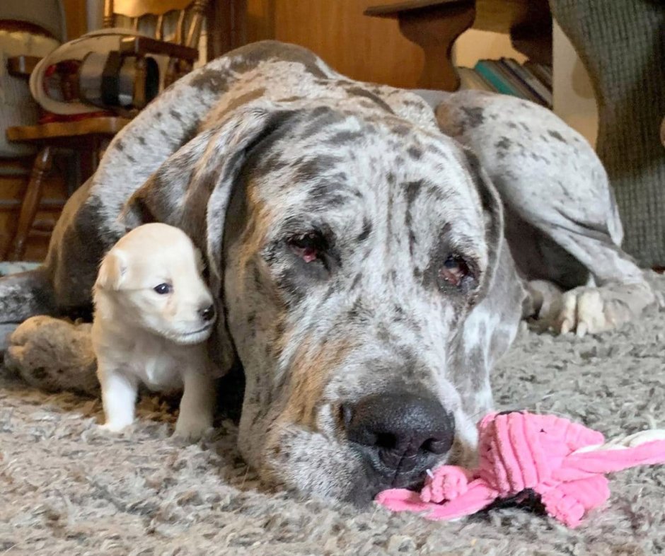 Great Dane Puppy