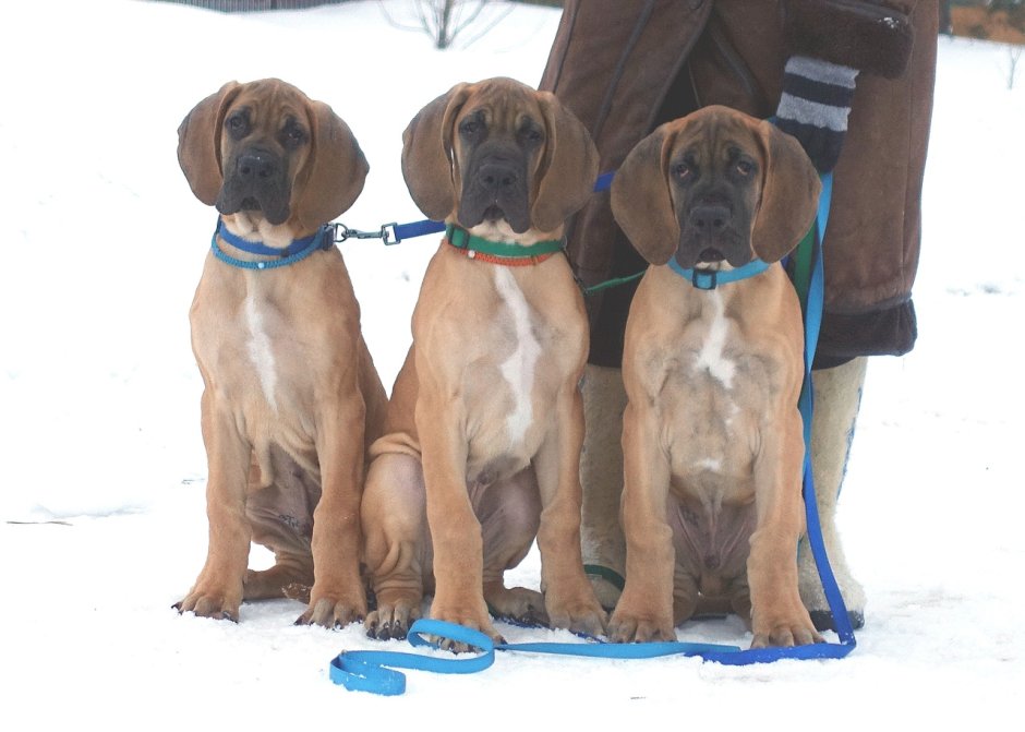 Королевский дог мраморный