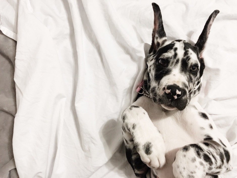 Великий датчанин собака