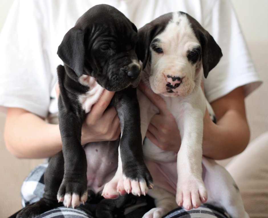 Немецкий дог собака щенок