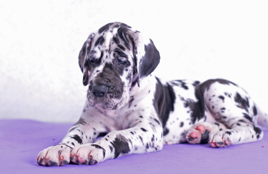 Порода собак Королевский дог