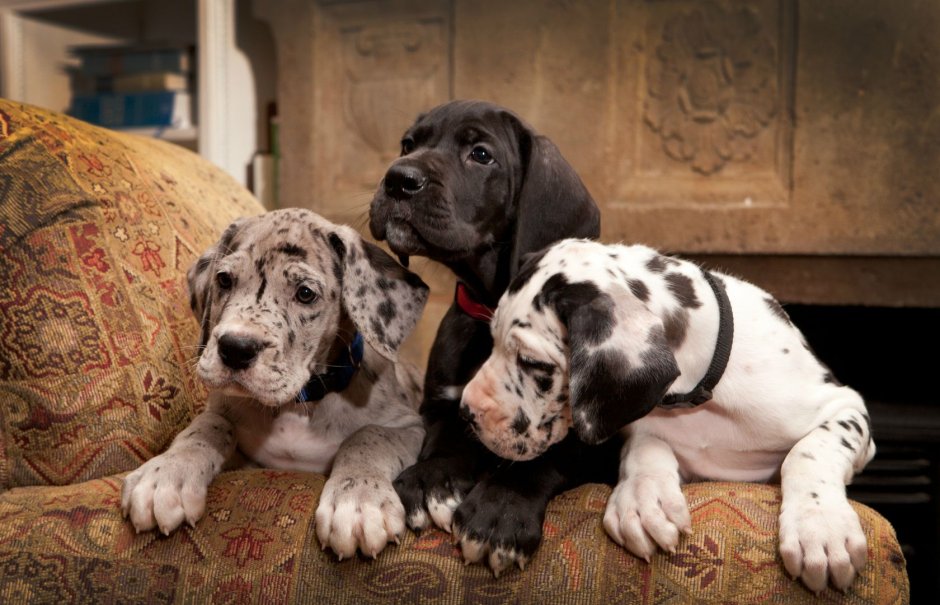 Голубой Королевский дог