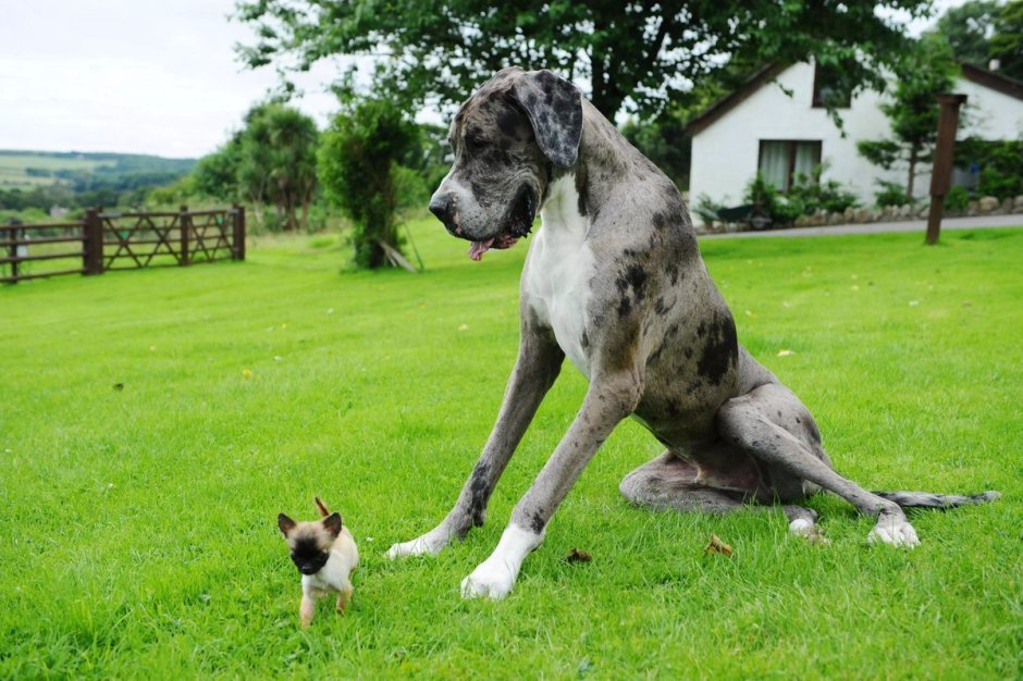 Королевский дог белый с чёрными пятнами