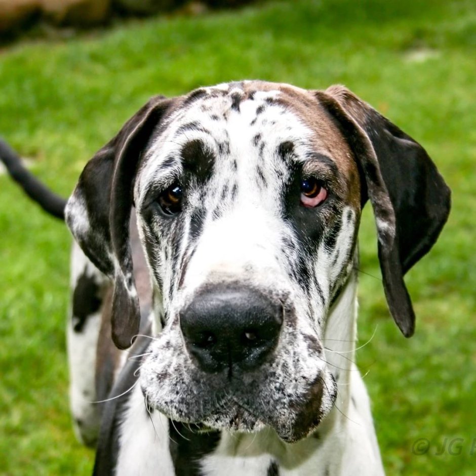 Great Dane белый