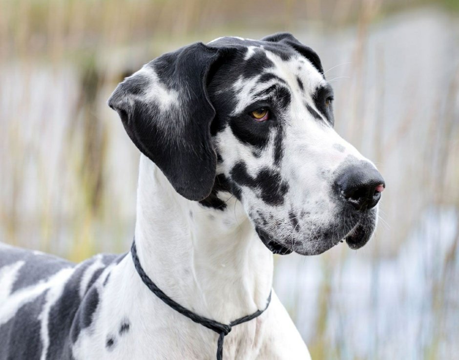 Черный Королевский дог