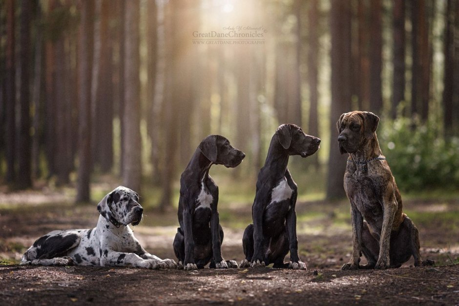 Дог порода собак