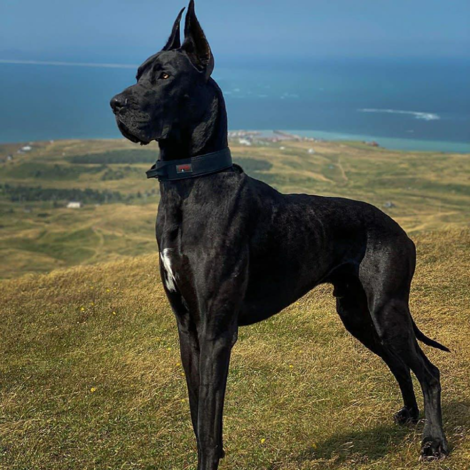 Королевский дог мраморный