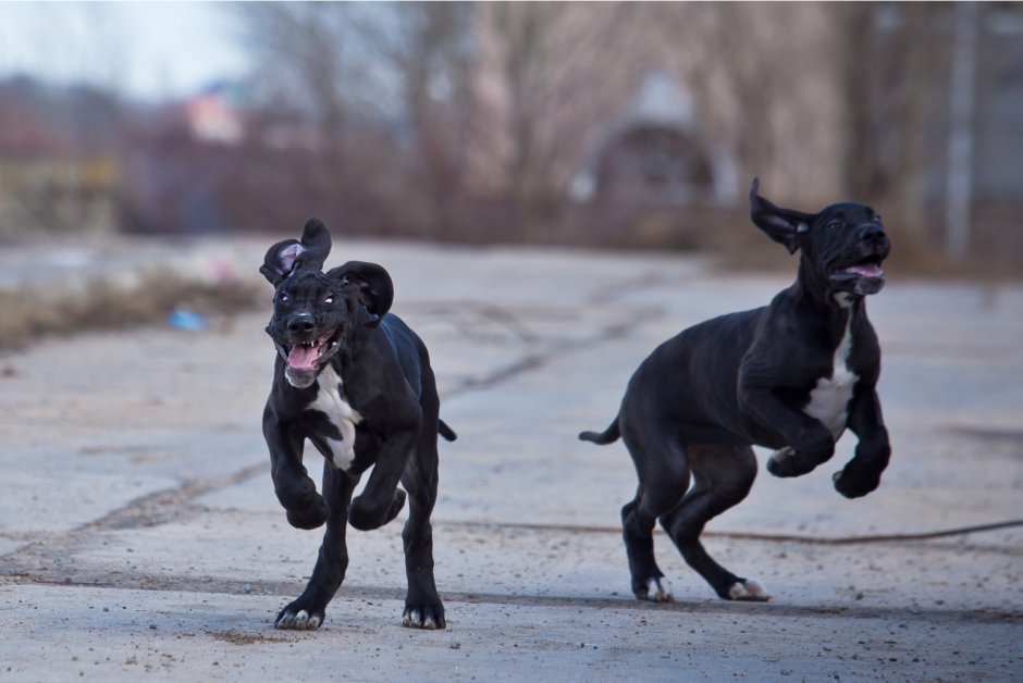 Королевский дог Зевс