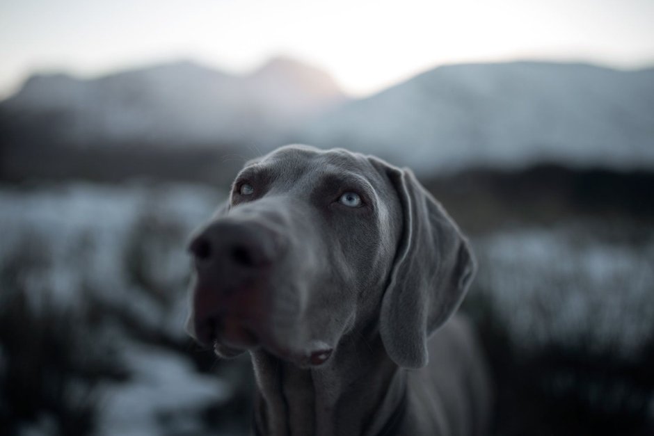 Черный Королевский дог