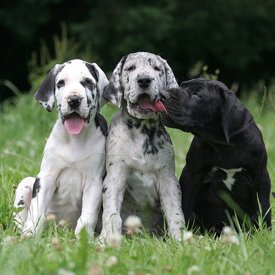 Порода собак Королевский дог