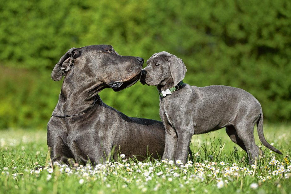 Немецкий дог Энзо