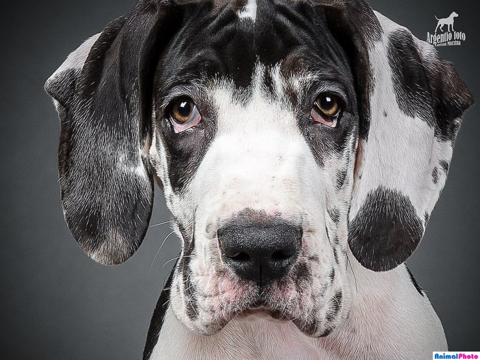 Немецкий дог Мерль