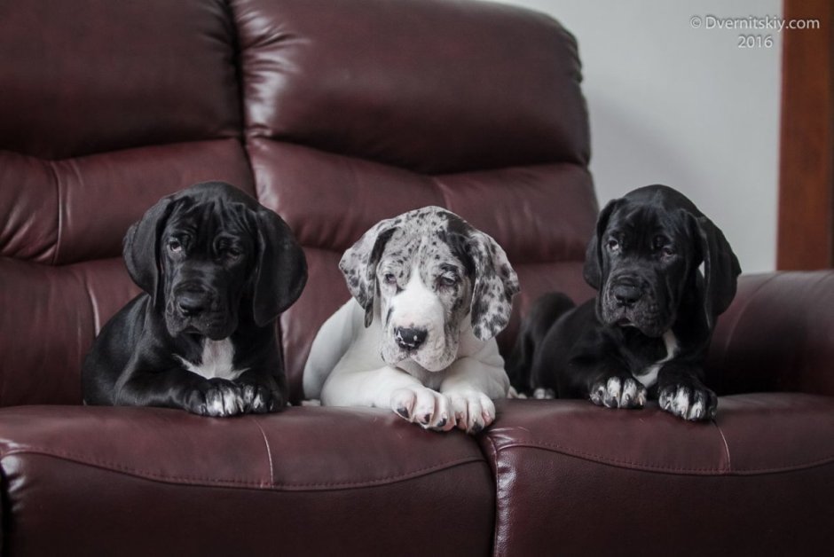 Королевский немецкий дог