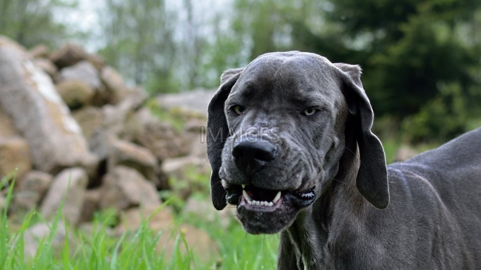 Немецкий дог гигантский Джордж рост