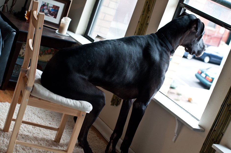 Собака Баскервилей порода