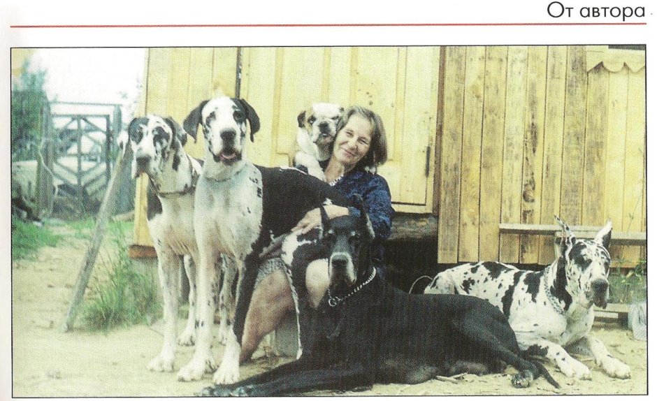 Порода собак Королевский дог