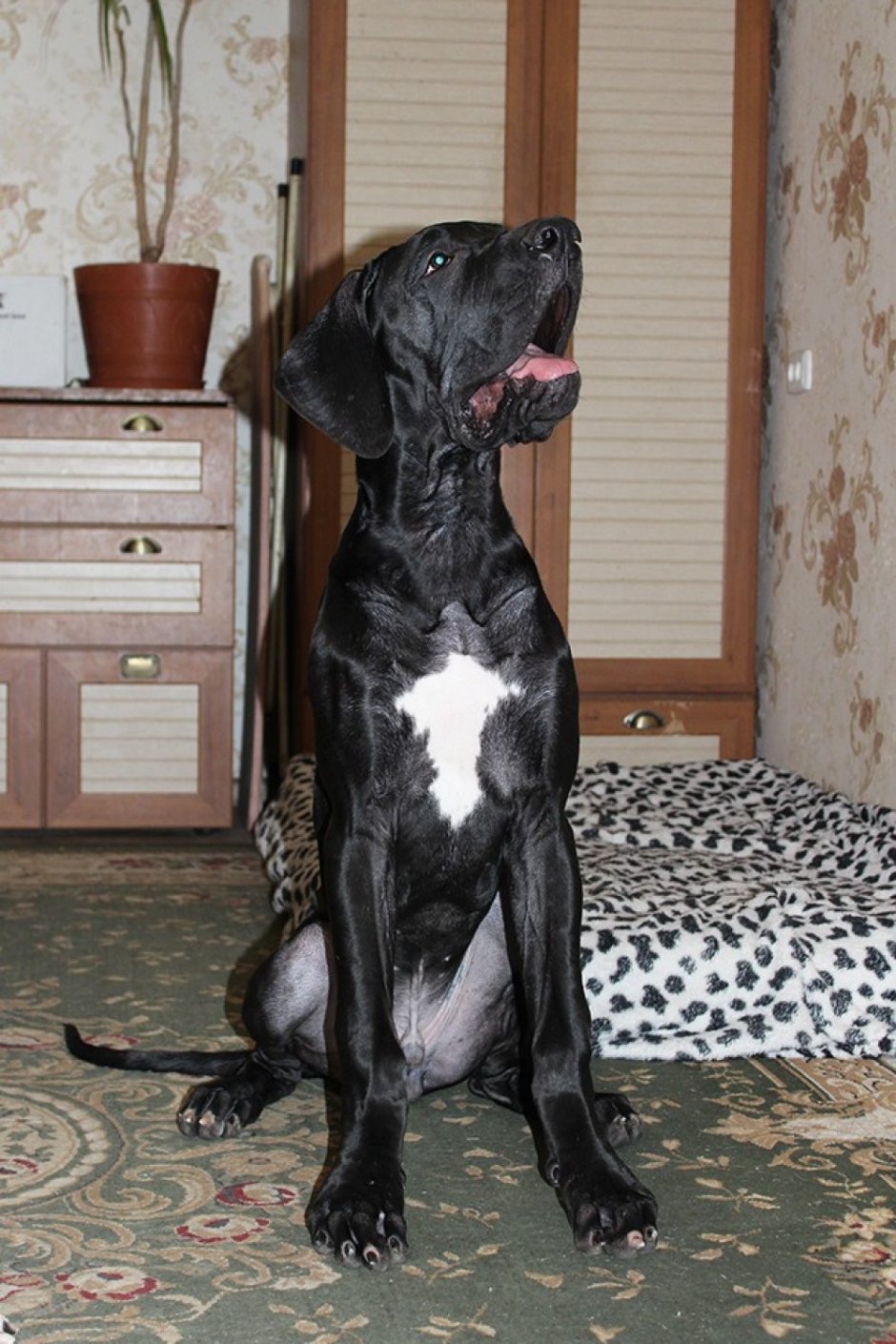 Датский дог щенки