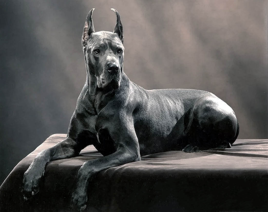 Голубой Королевский дог