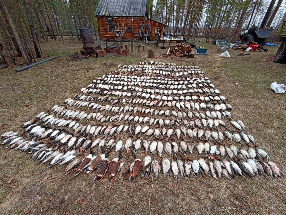 Краснокнижные утки