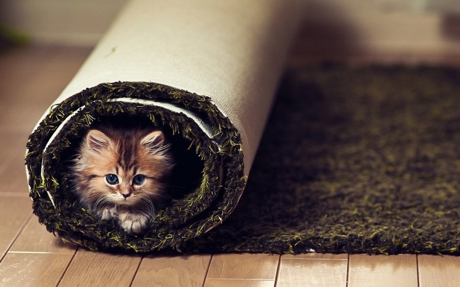 Самые милые котята в мире до слёз