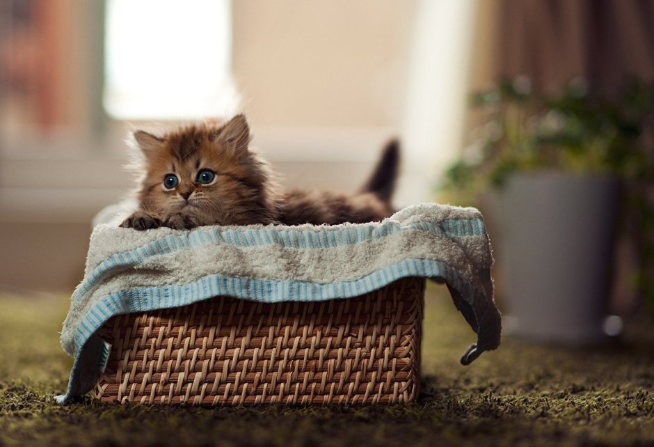 Самые милые котята