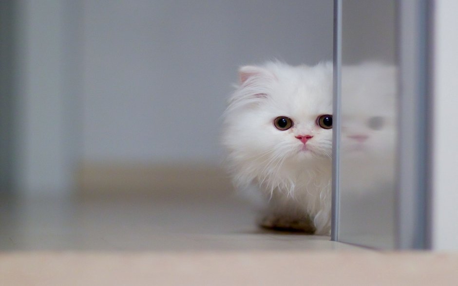 Белый котенок