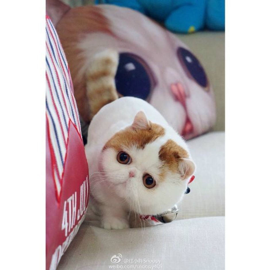 Кот Снупи