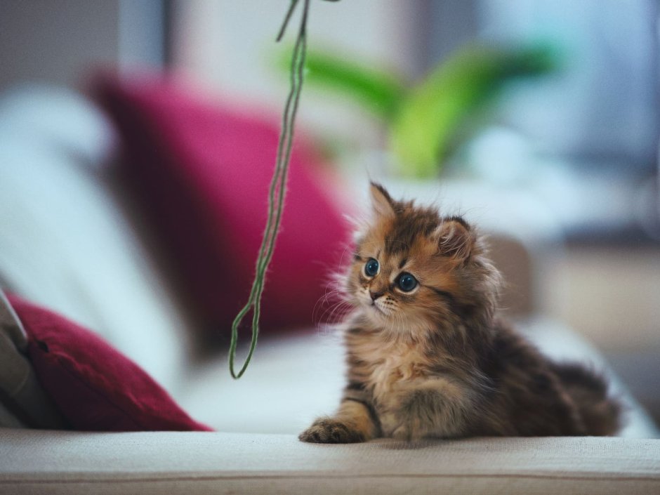Котята Эстетика