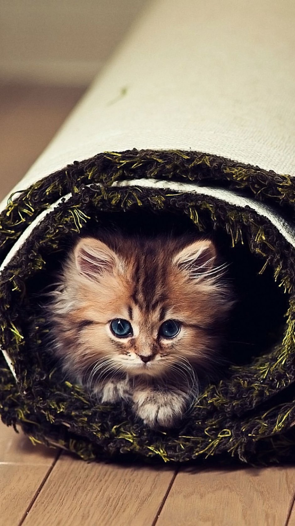Самые милые котята в мире до слёз