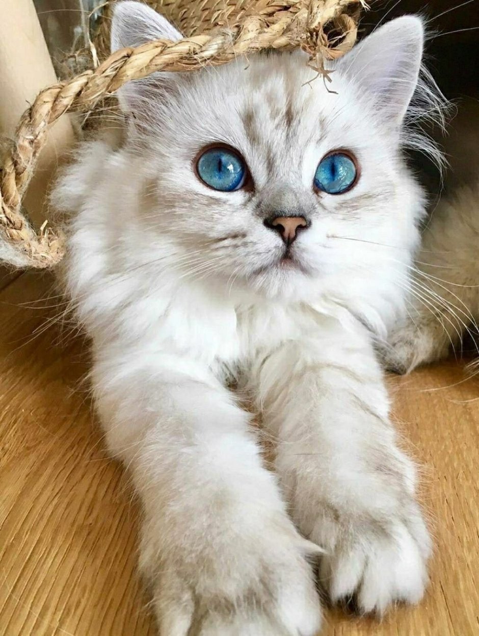 Красивые кошечки