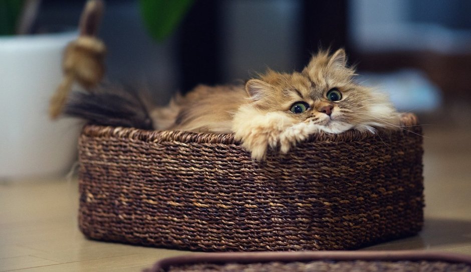 Милый котик