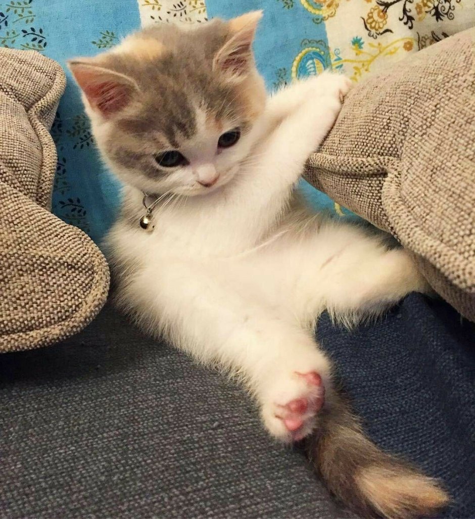 Модная кошка