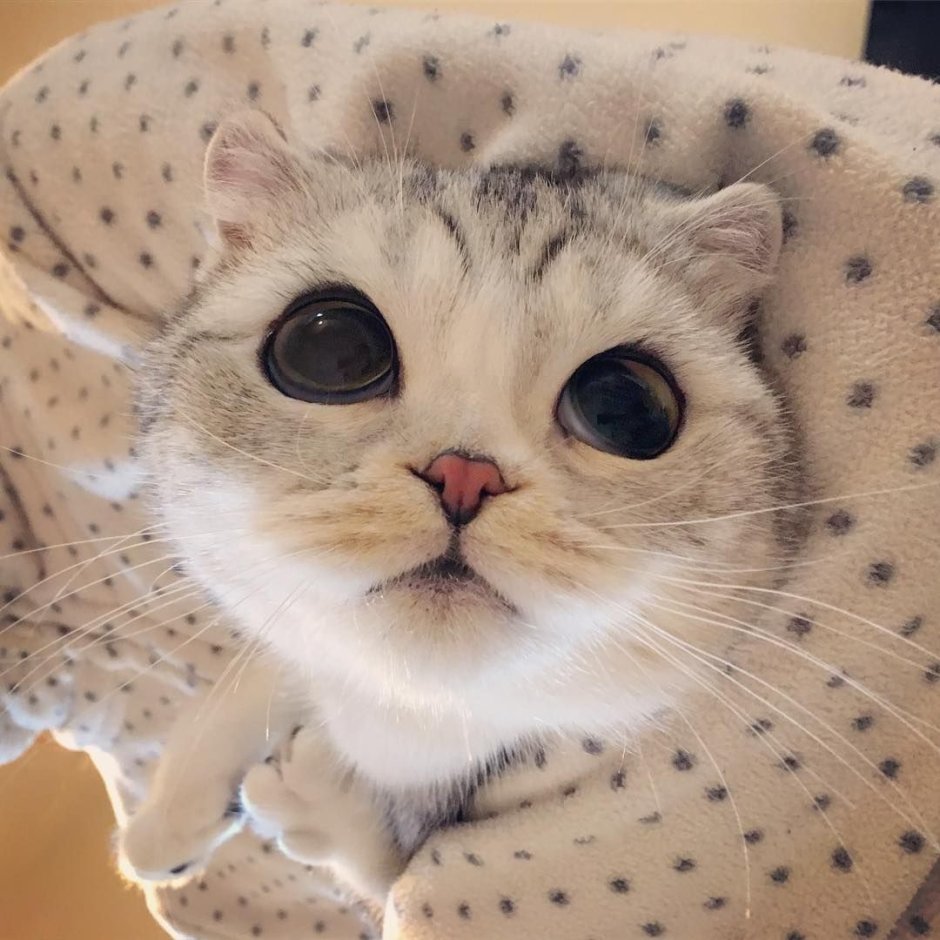 Кошка с красивыми глазами