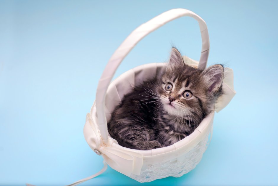 Милые котики Эстетика