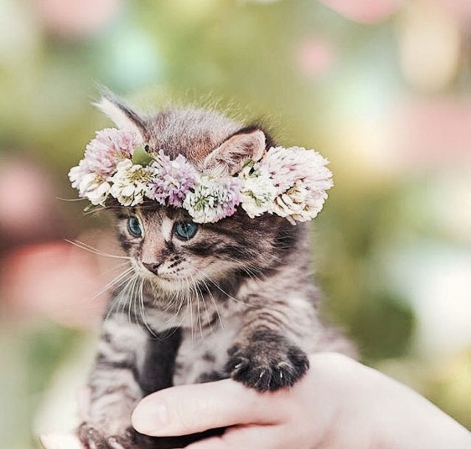 Топовые котики