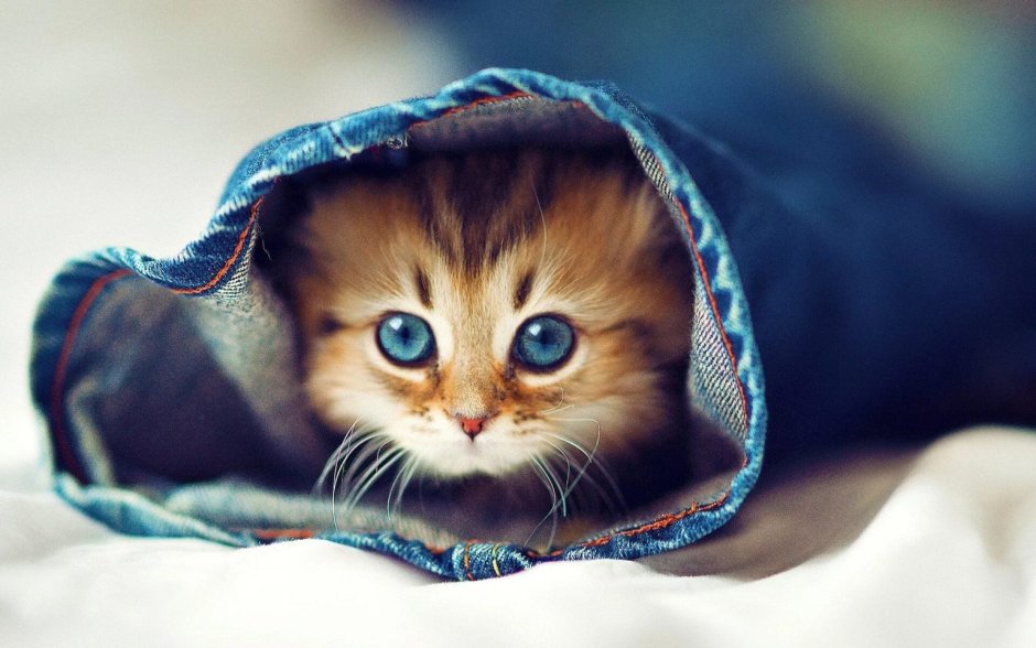 Милые котики в костюмчиках