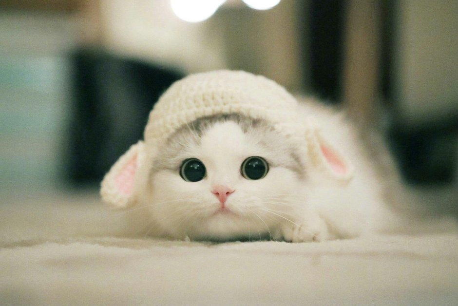 Котята породы Калико