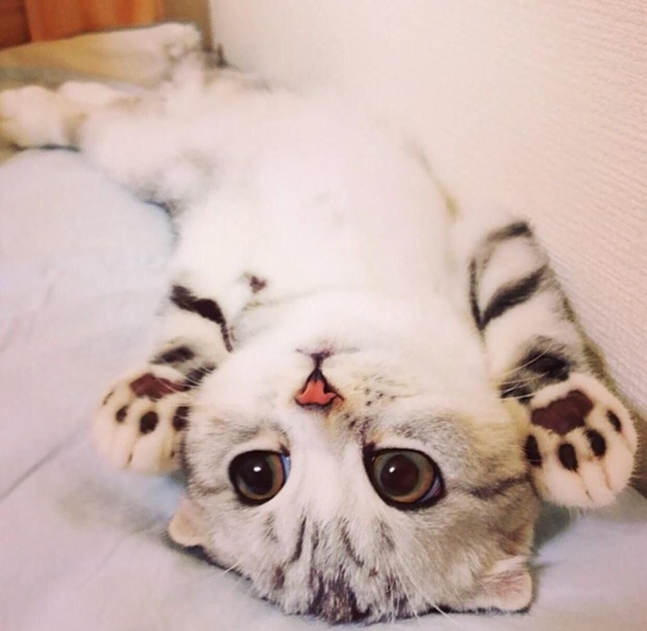 Котята милота