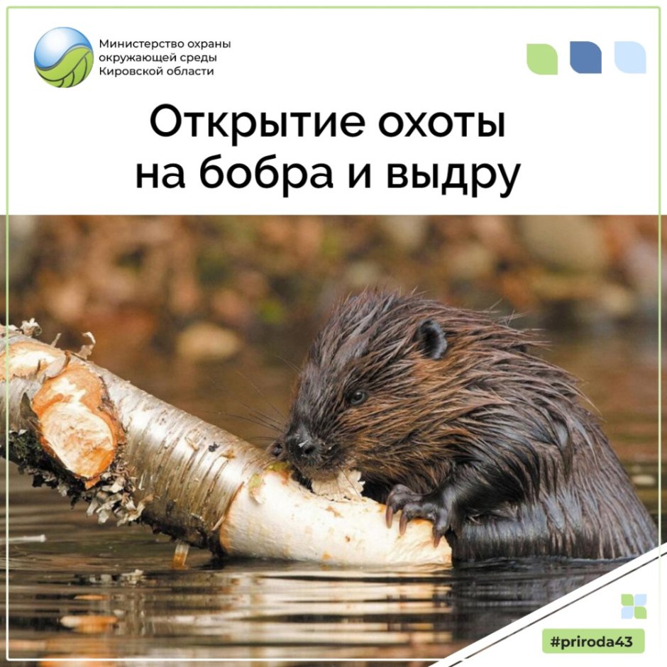 Бобер строение