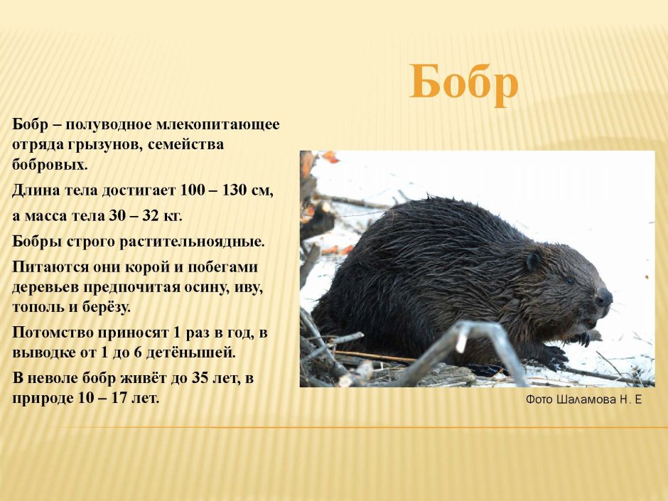 Нутрия Сибирская