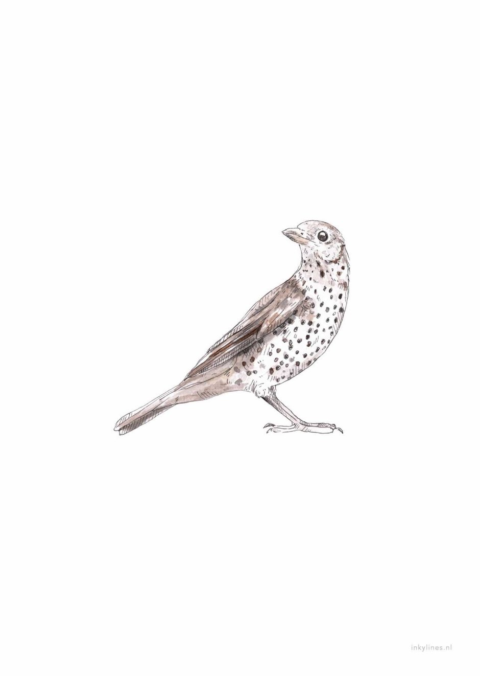 Catbird птица