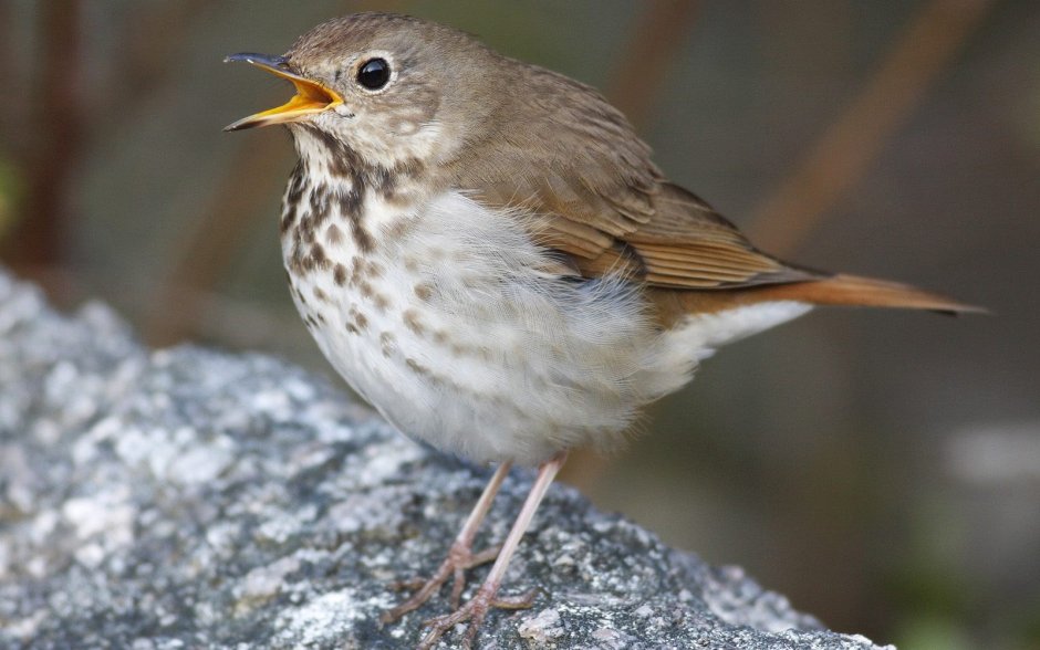 Дрозд-деряба (turdus viscivorus)