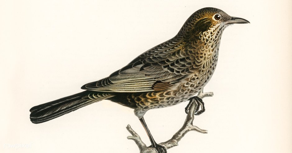 Дрозд - Thrush