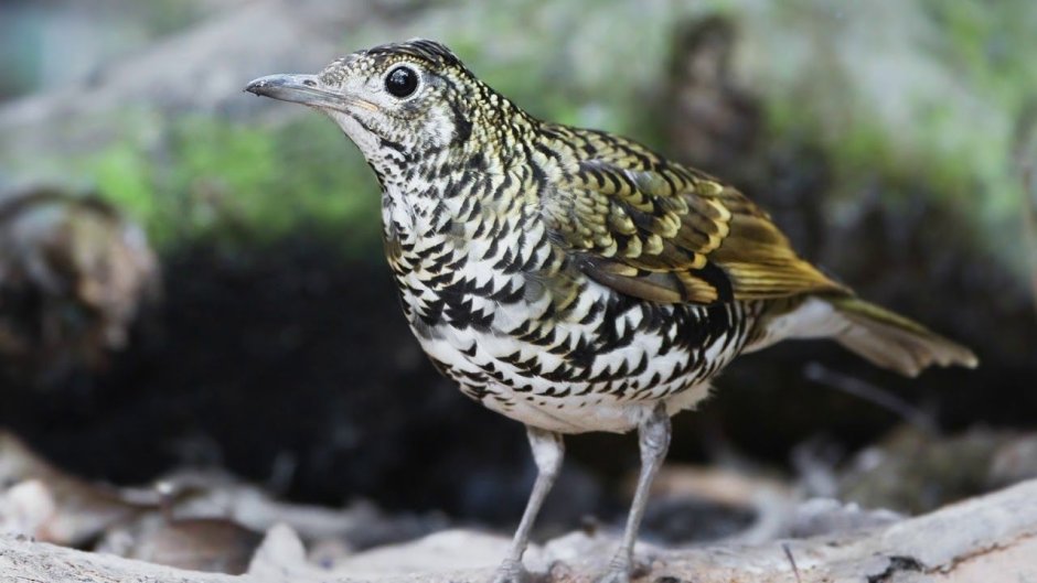 Дрозд-деряба (turdus viscivorus)
