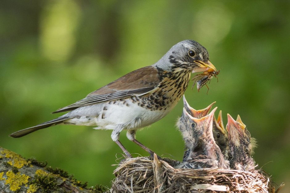 Thrush picture