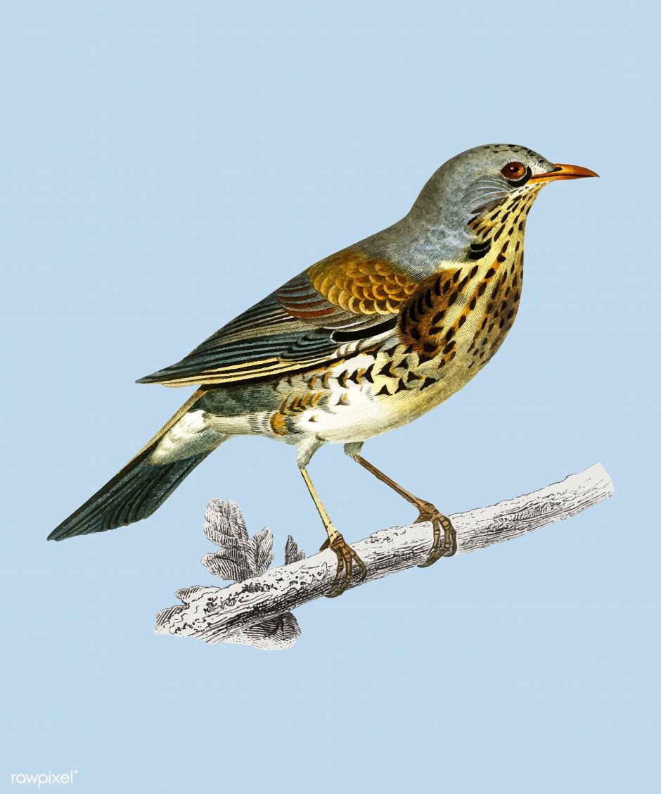 Monticola saxatilis