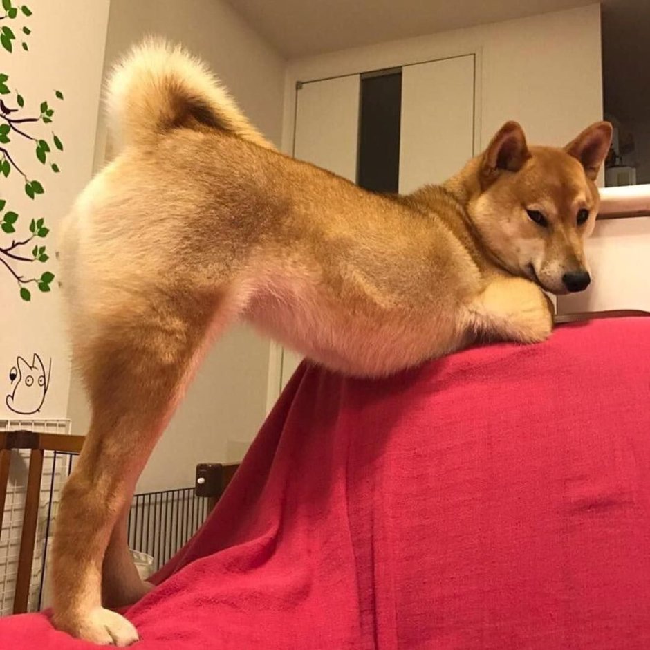 Сиба ину хвост