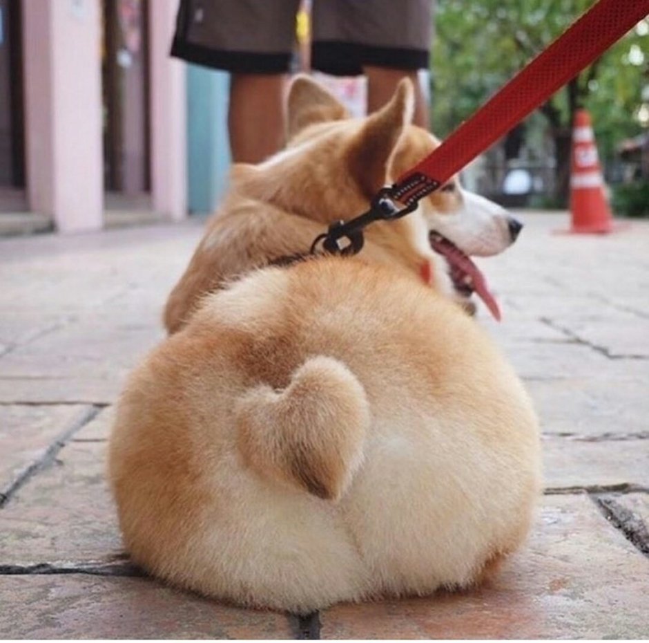 Корги хвост сердечко