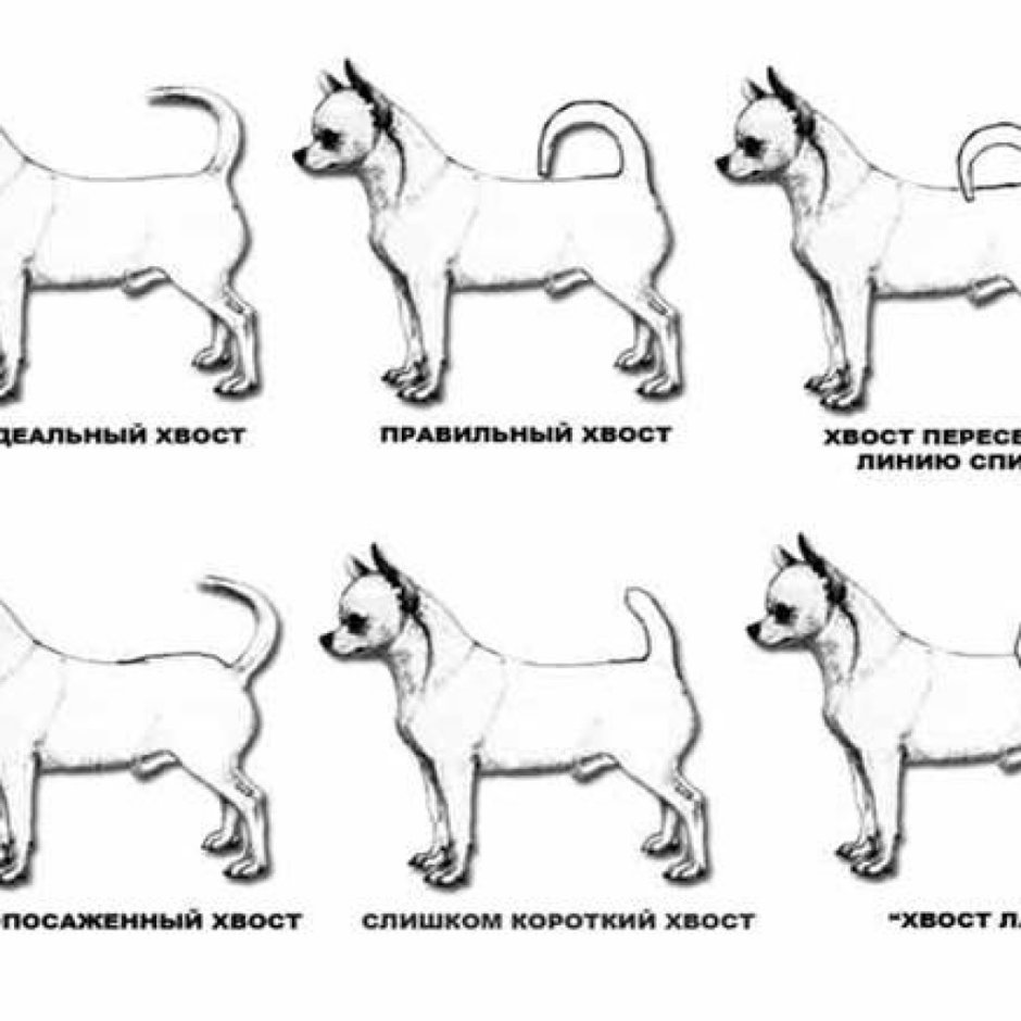 Классификация породы чихуахуа